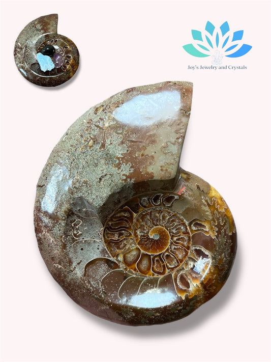 Ammonite Bowl