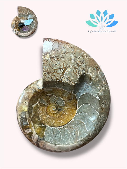 Ammonite Bowl